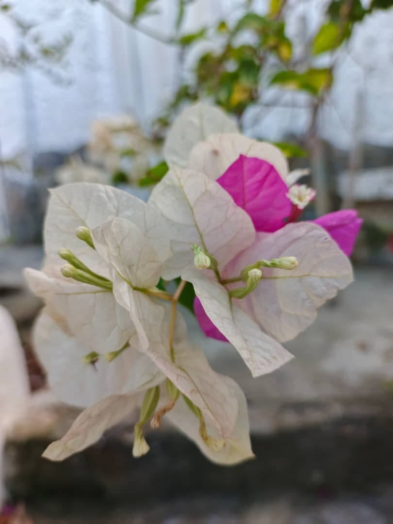 Buganvilla blanca y magenta